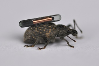 Vine weevil adult with electronic tag
